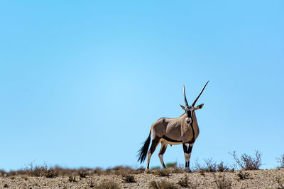 Portrait of gemsbok standing on field against clear blue sky