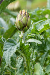 Close-up of flowering plant growing on field