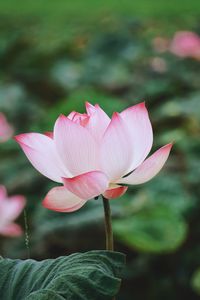 Close-up of pink lily