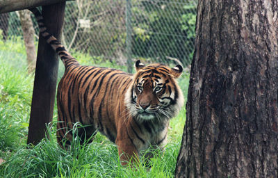 Tiger at longleat safari park