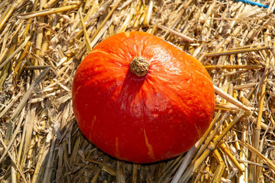 High angle view of tomatoes