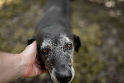 Close-up of dog