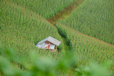 High angle view of agricultural field