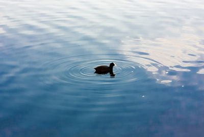 Ducks swimming in lake