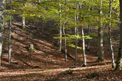 Trees in forest