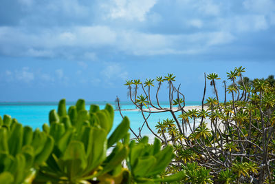 Close-up of plants against sea