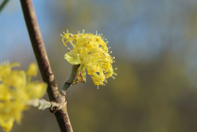 Close-up of yellow flowering plant