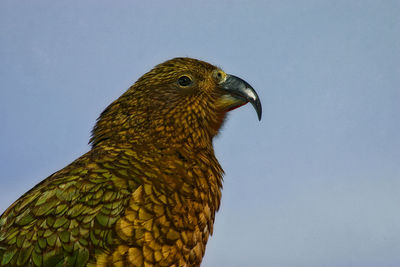 Low angle view of eagle against sky