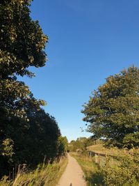 Road amidst trees against clear blue sky