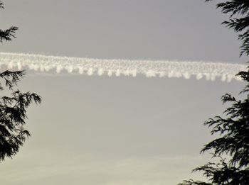 Palm trees against clear sky