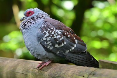 Close up of a speckled pigeon with a green background