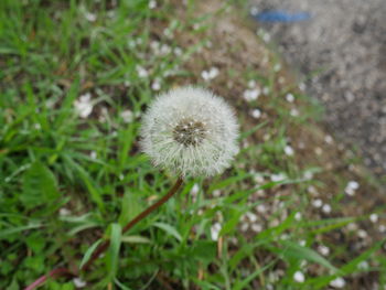 Close-up of dandelion in field