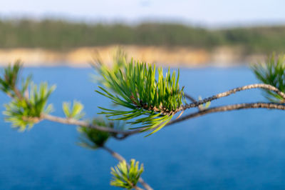 Close-up of pine tree branch