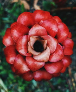 Close-up of red flowering plant