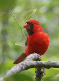 Close-up of a bird perching on branch