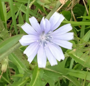 Close-up of white flowers