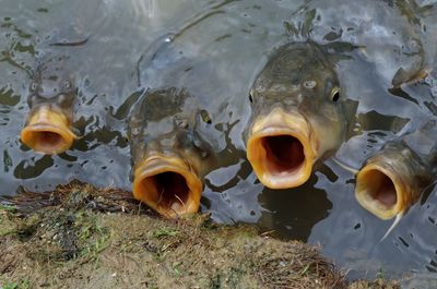 High angle view of fish swimming in lake
