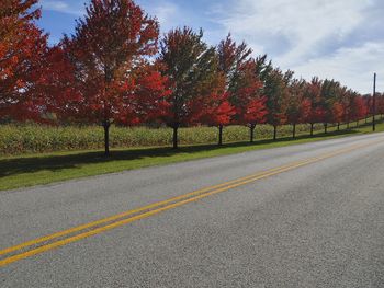 Fall trees in a line