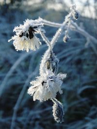 Close-up of frozen flower