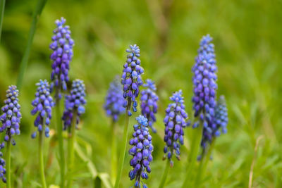 Close-up of purple flowering plants on field