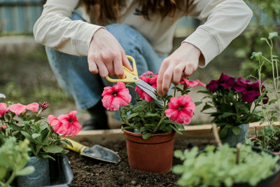 Midsection of woman picking flowers