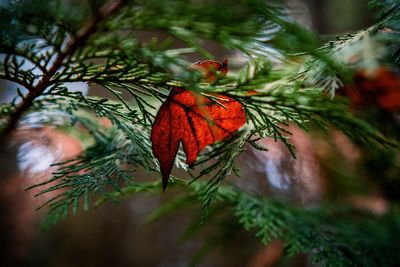 Close-up of christmas tree