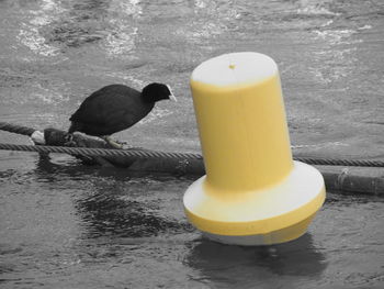 Close-up of seagull perching on lake