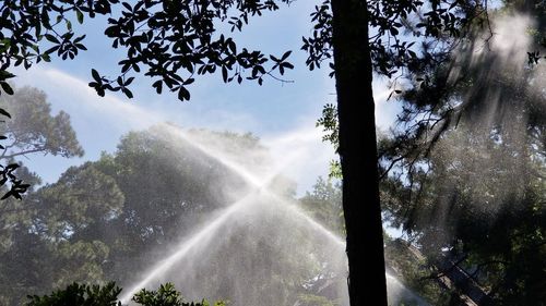 Low angle view of waterfall against trees in forest