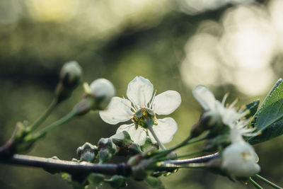 Close-up of white flowering plant