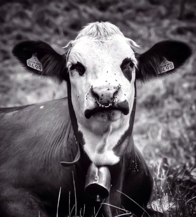 animal themes, mammal, one animal, field, domestic animals, focus on foreground, close-up, animal head, livestock, portrait, horse, grass, standing, herbivorous, looking at camera, day, outdoors, animal body part, nature, two animals