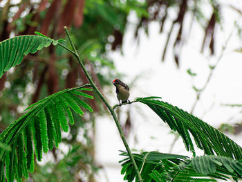 Close-up of bird perching on plant