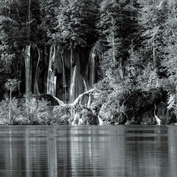 River flowing through forest