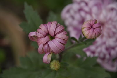 Close-up of pink flowering plant