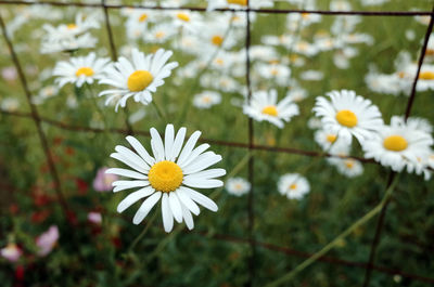 Close-up of daisy flowers