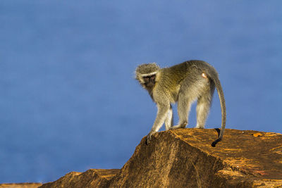 Side view of an sitting on rock