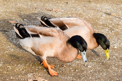 Close-up of ducks