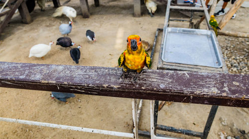 High angle view of birds perching on wood