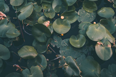 High angle view of leaves in pond