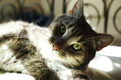 Close-up portrait of cat