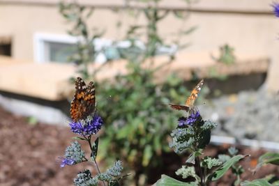 Close-up of butterfly on flower