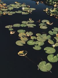 High angle view of water lilies on pond