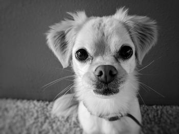 Close-up portrait of dog at home