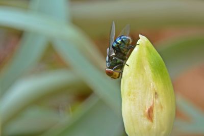 Close-up of insect on plant