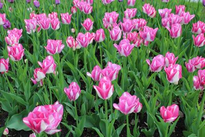 Close-up of pink flowering plants on field