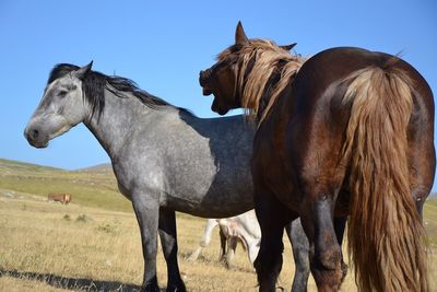 Close-up of horse standing on field against clear sky