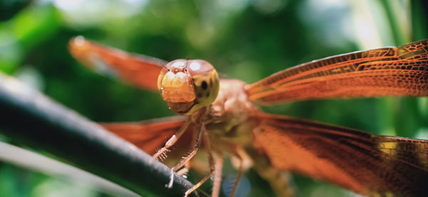 Close-up of dragonfly on leaf