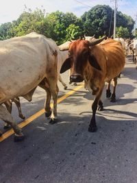 Cows standing on road against sky