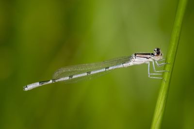 Insect on a grass