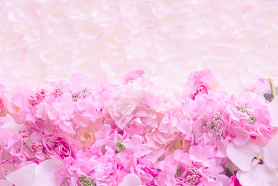 Close-up of pink cherry blossom