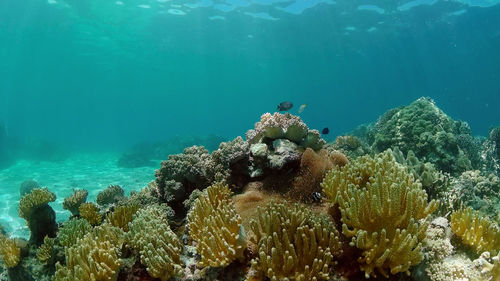 undersea